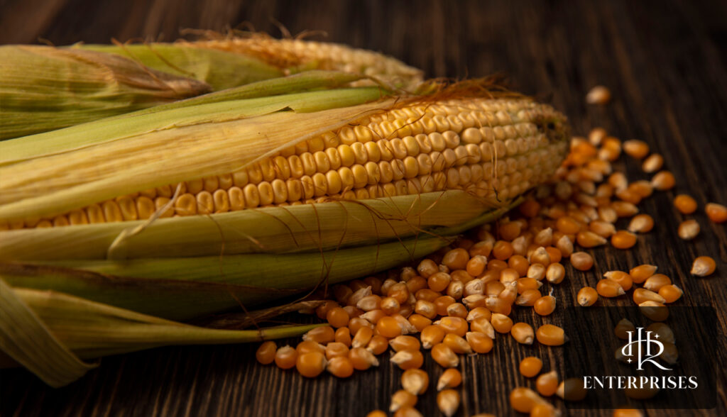 uses-of-maize